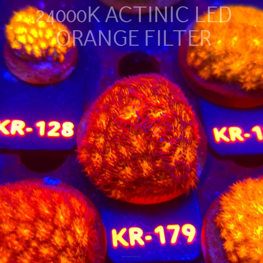 Leptastrea pruinosa JOHN DEERE (14.01.2026) KR-179  5cm