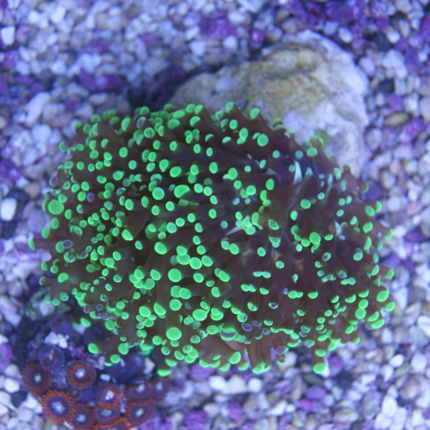 Euphyllia paradivisa