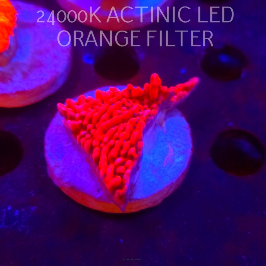 Montipora JASON FOX MEAN STREAK (21.02.2026)  5cm