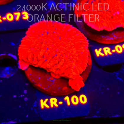 Montipora JASON FOX MEAN STREAK (01.06.2026) KR-100  5cm