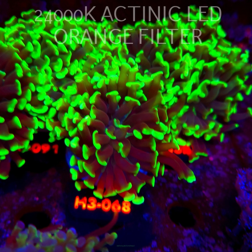 Euphyllia paraancora GREEN (20.06.2026) H3-068