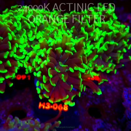 Euphyllia paraancora GREEN (20.06.2026) H3-068