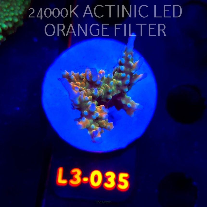 Acropora sp. PREMIUM AUSTRALIA (09.05.2026) L3-035  5cm