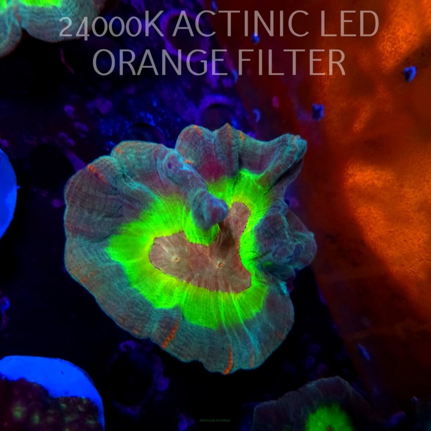 Pectinia alcicornis RAINBOW (20.04.2026) KR-052  10cm PAR80
