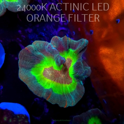 Pectinia alcicornis RAINBOW (20.04.2026) KR-052  10cm PAR80