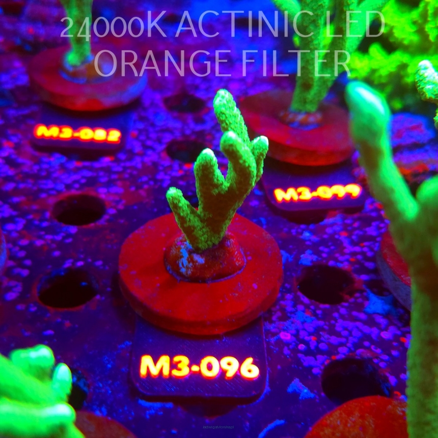 Montipora digitata POWER GREEN (12.04.2026) M3-096  5cm