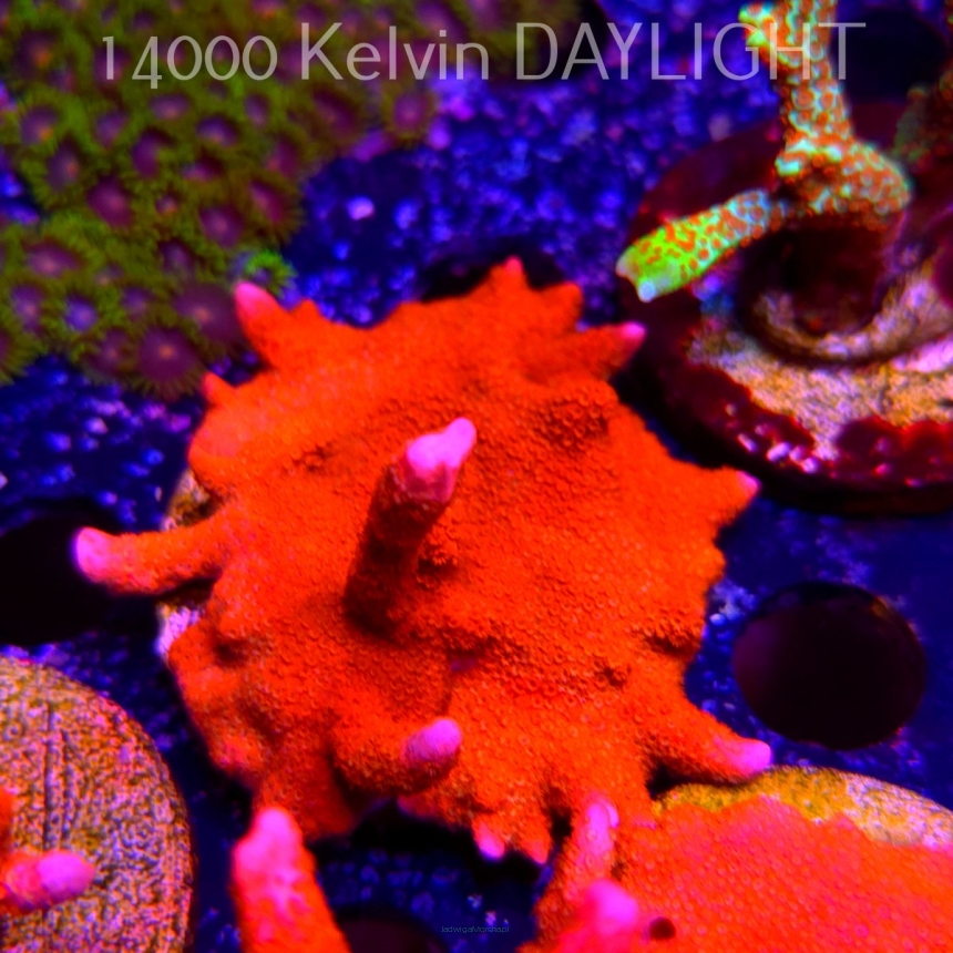 Montipora digitata RED (18.05.2025)  5cm