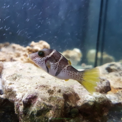 Canthigaster valentini rozmiar 5cm