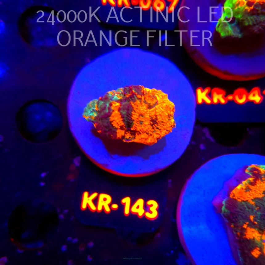Acanthastrea ECHINATA AUSTRALIA RAINBOW SPECIAL (01.06.2026) KR-143  3cm