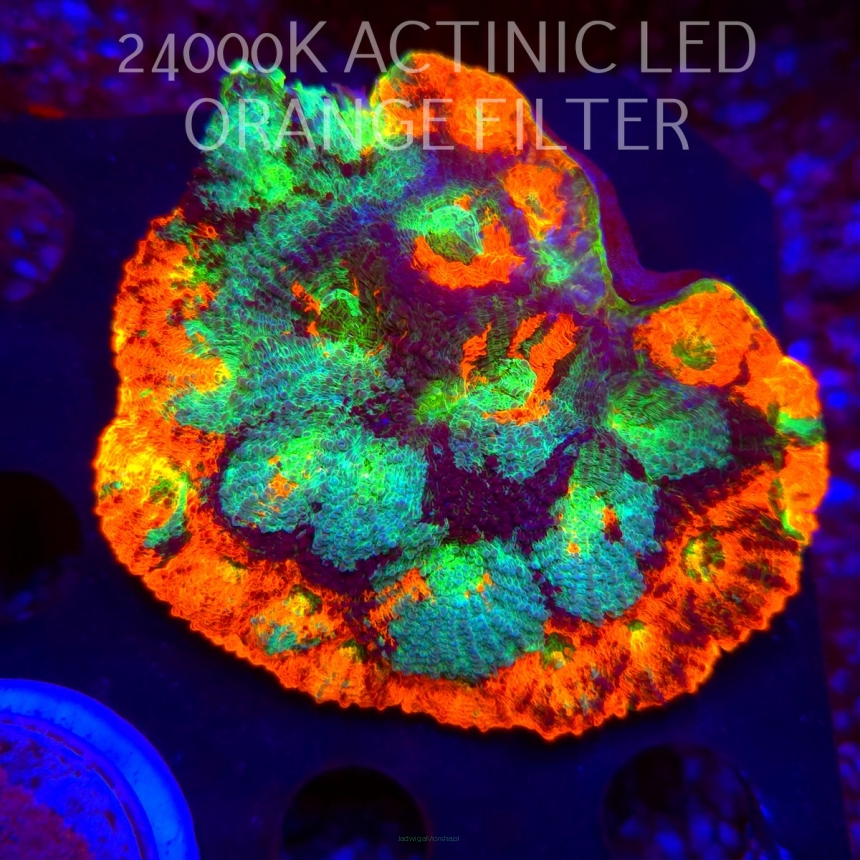 Acanthastrea ECHINATA AUSTRALIA RAINBOW SPECIAL (07.02.2026)  8cm