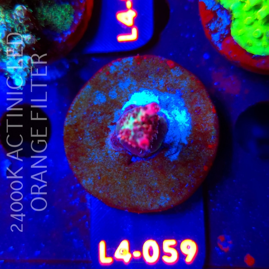 Acropora sp. AUSTRALIA (06.01.2026) L4-059  5cm