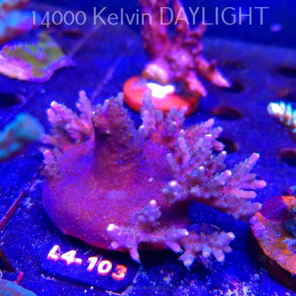Acropora sp. PREMIUM AUSTRALIA (20.05.2026) L4-103  8cm