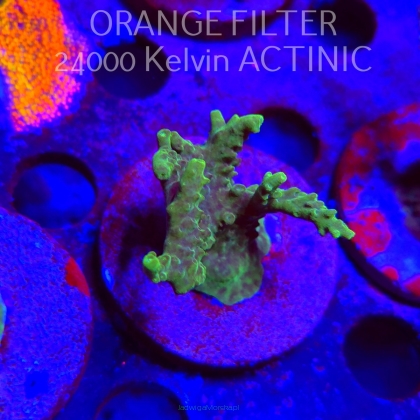 Acropora sp. AUSTRALIA (21.06.2025) L4-I-7  5cm