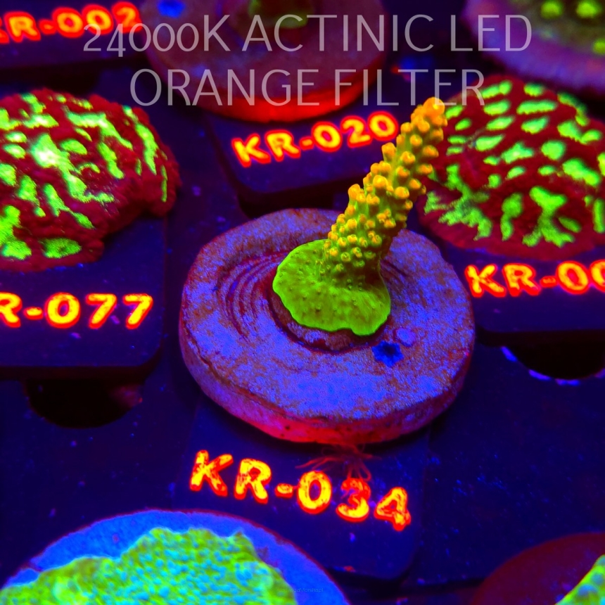 Acropora divaricata JOES MANGO GARDEN (07.12.2025) KR-034  5cm