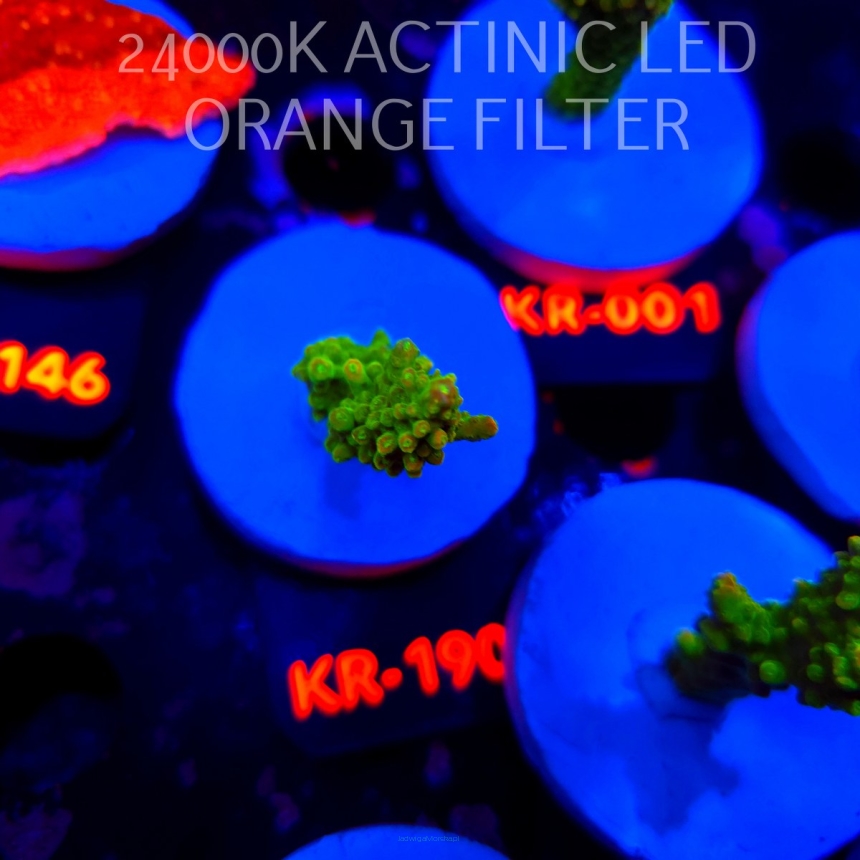 Acropora divaricata JOES MANGO GARDEN (21.04.2026) KR-190  4cm