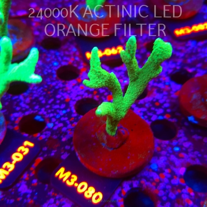 Montipora digitata POWER GREEN (12.04.2026) M3-080  7cm