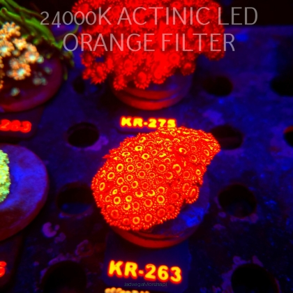 Goniopora ULTRA RED (09.10.2026) KR-263