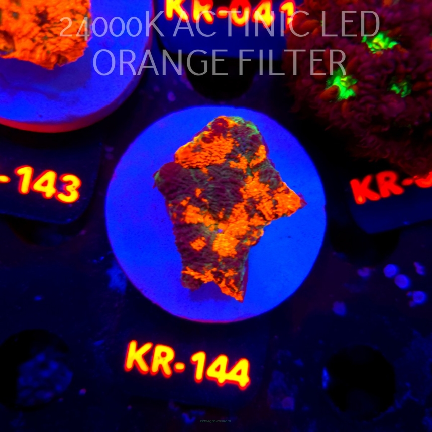 Acanthastrea ECHINATA AUSTRALIA RAINBOW SPECIAL (01.06.2026) KR-144  4cm