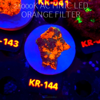 Acanthastrea ECHINATA AUSTRALIA RAINBOW SPECIAL (01.06.2026) KR-144  4cm