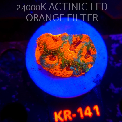 Acanthastrea ECHINATA AUSTRALIA RAINBOW SPECIAL (20.02.2026) KR-141  3cm