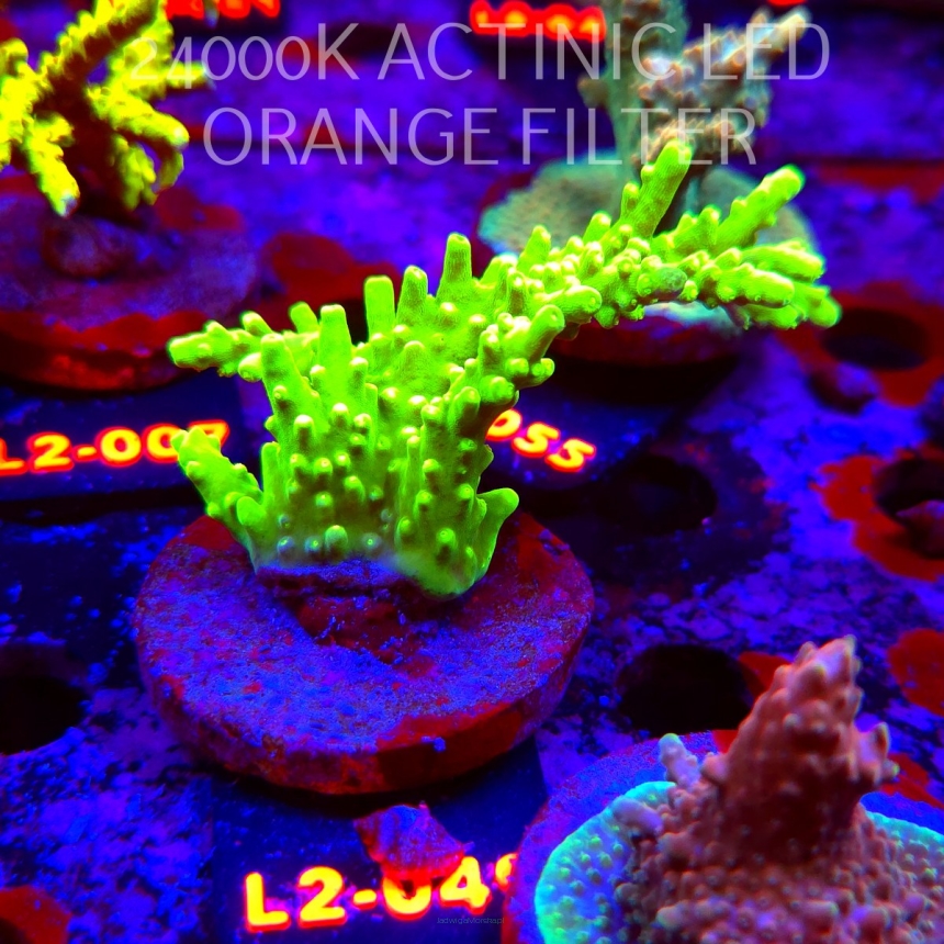 Acropora AUSTERA BANANA (18.03.2026) L2-049  8cm