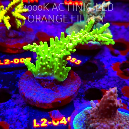 Acropora AUSTERA BANANA (18.03.2026) L2-049  8cm