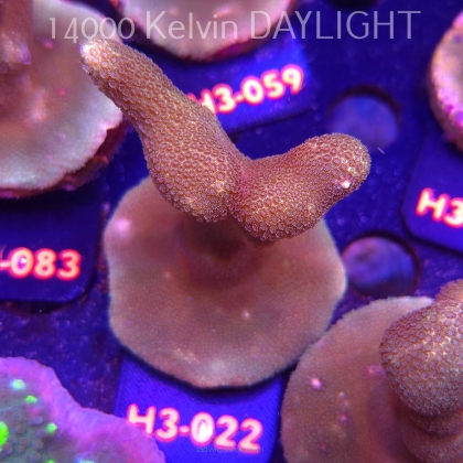 Porites cylindrica YELLOW (01.06.2026) H3-022  9cm