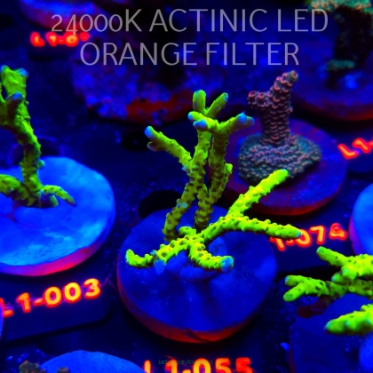 Anacropora WWC SLIMEBALL (11.10.2025) L1-055  6cm