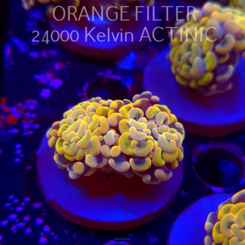  K.O. Euphyllia paraancora GOLDENROD HAMMER (25.06.2026) 2 HEADS
