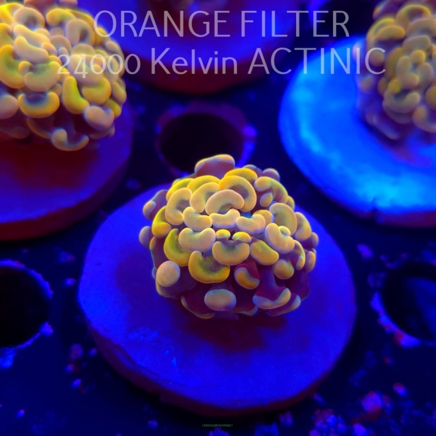   K.O. Euphyllia paraancora GOLDENROD HAMMER (12.12.2025) 2 HEADS