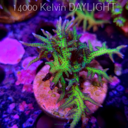 Seriatopora hystrix YELLOW (18.05.2025)  7cm