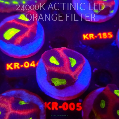 Favites complanata OG DRAGON SOUL (21.02.2026) KR-005  4cm