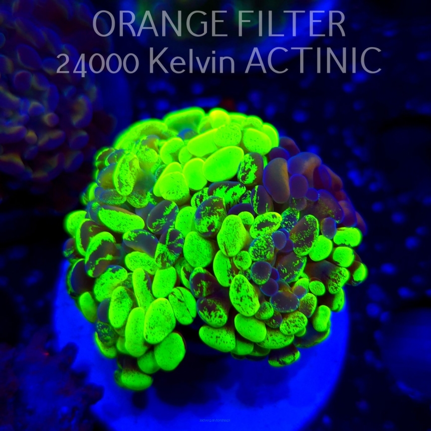Euphyllia paraancora GREEN HOLOGRAM HAMMER (02.04.2025)