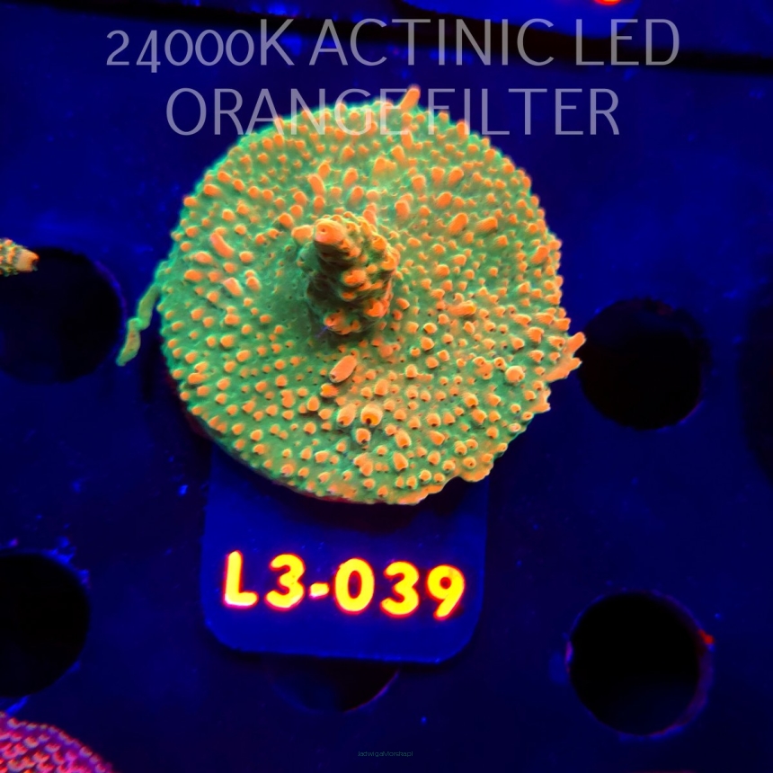 Acropora Jason Fox's Fox Flame Acro (09.05.2026) L3-039  5cm