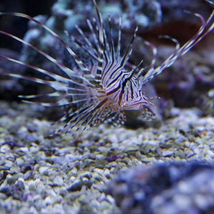 Pterois voltans skrzydlica (Ognica Pstra, Motyl Morski) rozmiar 9-10 cm