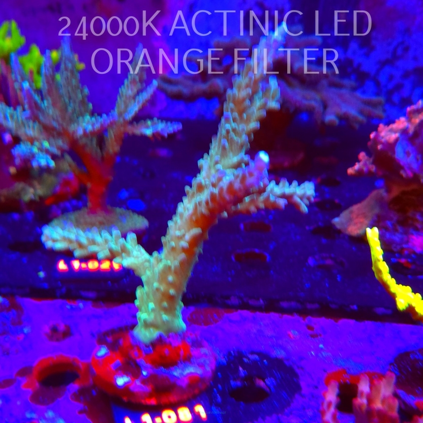 Acropora sp. AUSTRALIA  (14.03.2026) L1-081  15cm