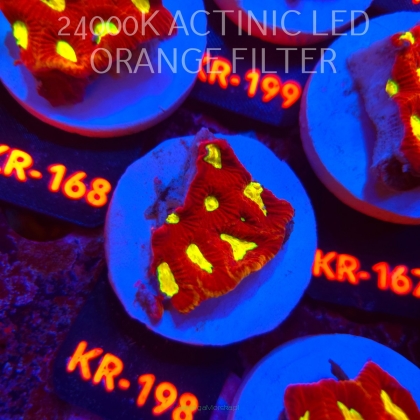 Favia CORAL SEA (17.09.2026) KR-198  4cm