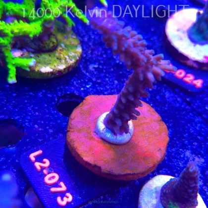 Acropora sp. AUSTRALIA (12.11.2025) L2-073  8cm