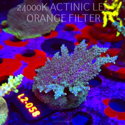 Acropora efflorescens TABLE ACRO (17.03.2026) L2-058  7cm