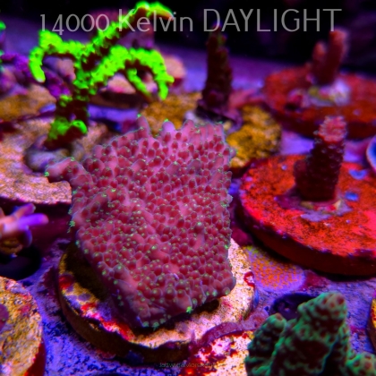 Acropora efflorescens TABLE ACRO (24.05.2025) L2-II-6  7cm
