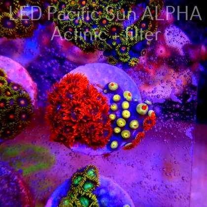 Zoanthus SUPERMAN ZOA (15.06.2023) SH5  35P+