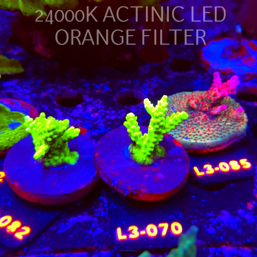 Acropora sp. PREMIUM AUSTRALIA (05.01.2026) L3-070  4cm