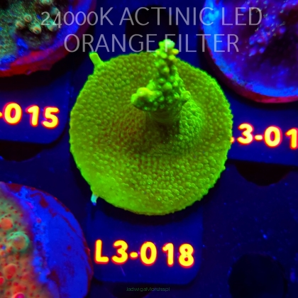 Acropora sp. PREMIUM AUSTRALIA (08.05.2026) L3-018  5cm
