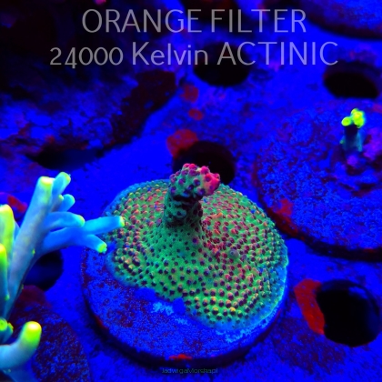 Anacropora GREEN PLANET (24.05.2025) L2-II-12  4cm