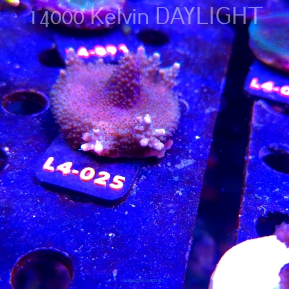 Acropora sp. PREMIUM AUSTRALIA (20.05.2026) L4-025  6cm