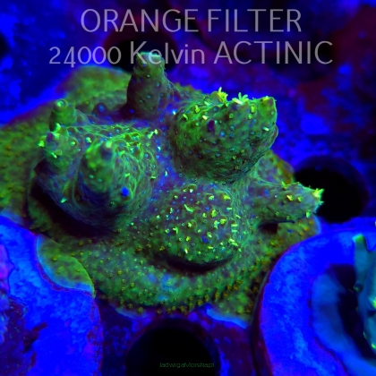 Acropora RR RAINBOW LOOM (21.06.2025) L4-III-19  5cm