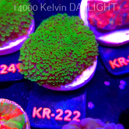 Alveopora spongiosa BRIGHT GREEN (06.03.2026) KR-222  5cm