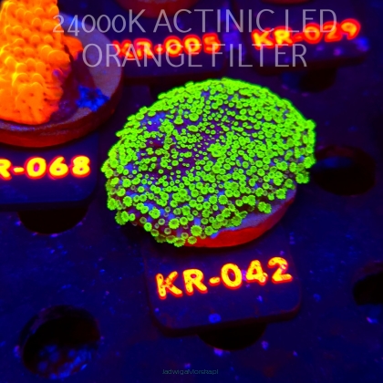 Alveopora spongiosa BRIGHT GREEN (06.12.2025) KR-042  5cm