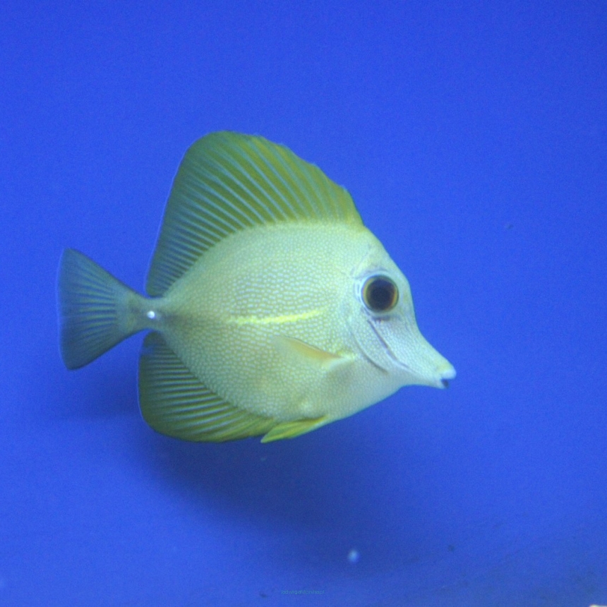 Zebrasoma Scopas YELLOW rozmiar 9cm