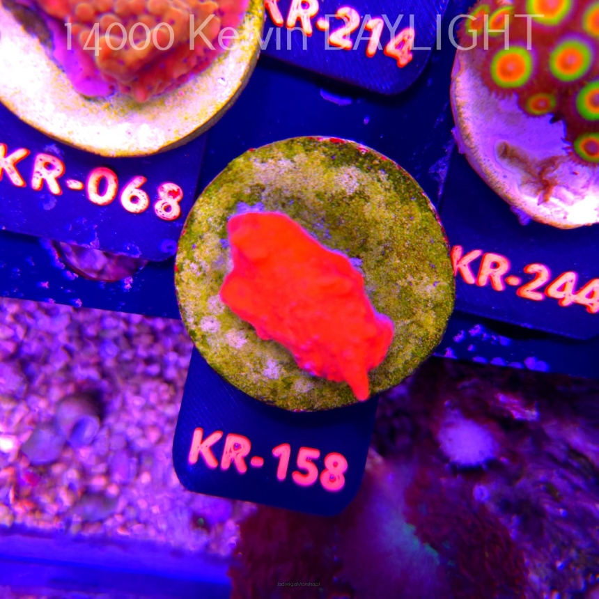 Montipora setosa ORA (20.04.2026) KR-158  3.5cm